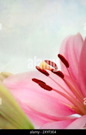 Rosafarbene Lilien im Retro-Illustration-Look Stockfoto