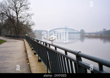 Am Elbufer in Magdeburg. Die Sternbrücke und der Dom im Hintergrund Stockfoto