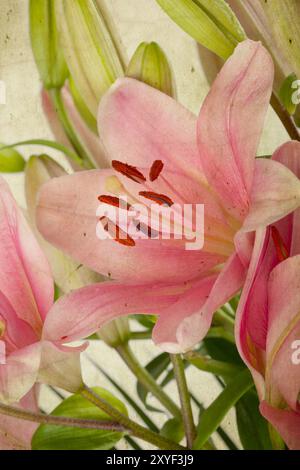 Rosafarbene Lilien im Retro-Illustration-Look Stockfoto