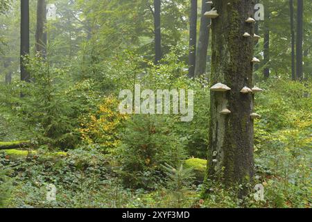 Alter Moosbaum, Naturpark Spessart, Bayern, Deutschland Buchenwald (Fagus sylvatica) im Herbst, Spessart, Bayern, Deutschland, Europa Stockfoto