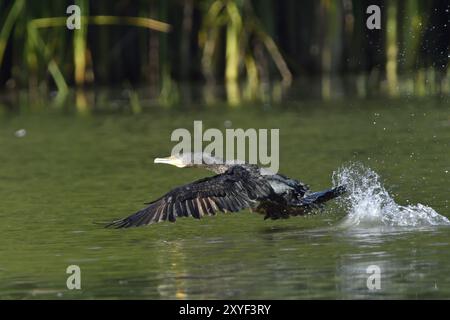 Kormoran im Oberlausitzer Teich, Phalacrocorax carbo, großer Kormoran Stockfoto