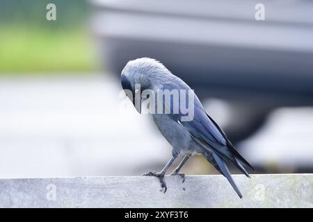 Jackdaw sucht nach Essen, Western Jackdaw sucht nach Essen Stockfoto