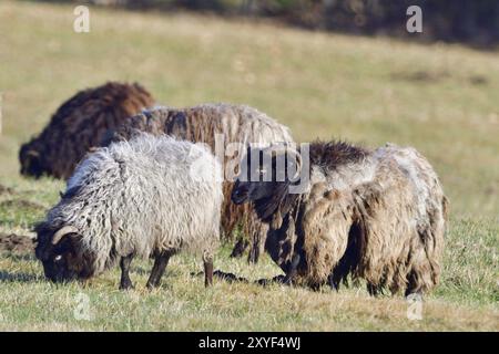 Deutsche graue Heide auf einer Wiese. Gehörnte graue Heide auf einer Wiese Stockfoto