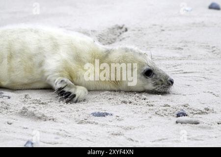 Graue Dichtung baby Stockfoto