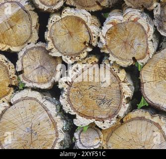 Holzstapel Korkeiche, Holzstapel aus Korkeiche 04 Stockfoto