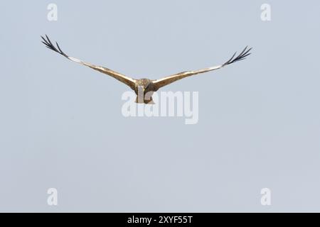 Marsh harrier auf dem Prowl.Western Marsh-harrier (Circus aeruginosus), männlich im Flug, Western Marsh Harrier im Fliegen Stockfoto