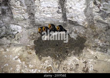 Schwalbennest Stockfoto