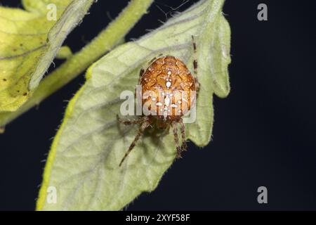 Gartenkreuzspinne, Araneus diadematus, Europäische Gartenspinne Stockfoto