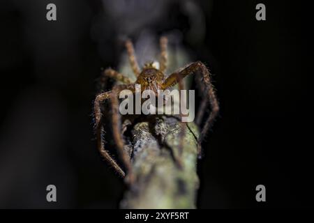 Kammmspinne (Cupiennius) sitzt nachts auf einem Zweig im tropischen Regenwald, Refugio Nacional de Vida Silvestre Mixto Bosque Alegre, Alajuela pro Stockfoto