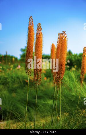 Blüten der Fuchsschwanz-Lilie (Eremurus pinoccio) Stockfoto