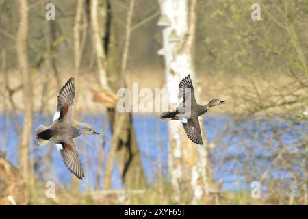 Gadwall Enten, Oberlausitz, Sachsen, Deutschland, Anas strepera, Gadwall, Deutschland, Europa Stockfoto