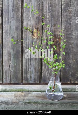 Zweigniederlassung mit hinterlässt nur blühende auf hölzernen Hintergrund und leeren Raum für Text. Kopieren Sie Raum. Frühlingszeit Stockfoto