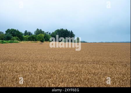 Farbenfrohe Wiesen in der dänischen Landschaft um Norre Alslev, Lolland, Dänemark Stockfoto