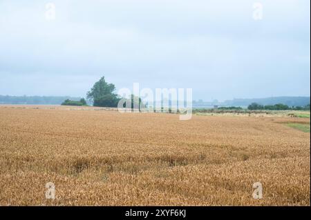 Farbenfrohe Wiesen in der dänischen Landschaft um Norre Alslev, Lolland, Dänemark Stockfoto