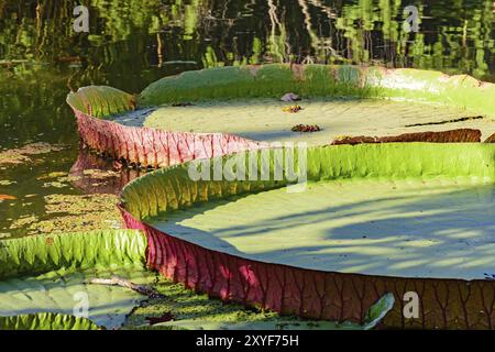 Detail der Textur, Clolors und Form der Victoria Amazonica auf einem See Stockfoto