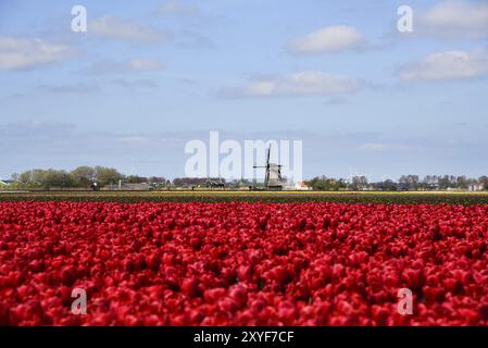 Breezand, Niederlande, Mai 2023. Typisch niederländische Landschaft, eine Mühle und ein blühendes Tulpenfeld Stockfoto