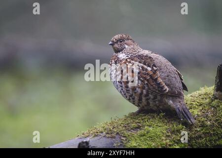 Haselhühner (Tetrastes bonasia), Synonym: Bonasa bonasia, Haselhühner Stockfoto