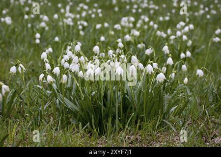 Frühjahrs-Schneeflocke, Leucojum vernum, Frühjahrs-Schneeflocke Stockfoto