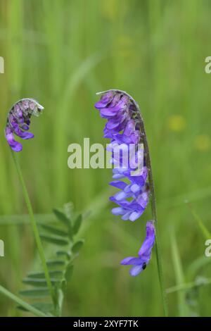 Wicke (Vicia caracca), Familie der Schmetterlingsblüten (Fabaceae), blaue Blüte am Rande eines Feldweges, Wilnsdorf, Nordrhein-Westfalen, Deutschland, Stockfoto