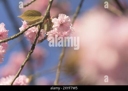 Schöne Kirschblüte an einem sonnigen Frühlingstag Stockfoto