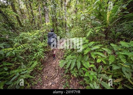 Junge Frau auf einem Wanderweg im Regenwald, touristische Wanderungen im tropischen Regenwald durch dichte Vegetation, Corcovado Nationalpark, Osa Peni Stockfoto