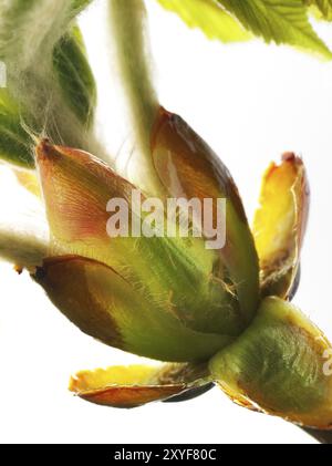 Kastanie, Rosskastanie (Aesculus hippocastanum), klebrige Knospen mit jungen Blättern, feine Haare zum Schutz der jungen Triebe, Makrofoto Stockfoto