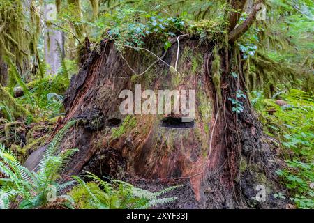 Sprungbrettkerben, ein Überbleibsel früherer Holzfällerei, im Treppenhaus, Olympic National Park, Washington State, USA Stockfoto