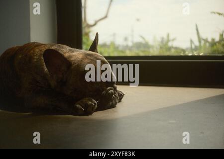 Eine schwarze französische Bulldogge, die vor einem Fenster mit Sonnenlichtreflexionen schläft Stockfoto