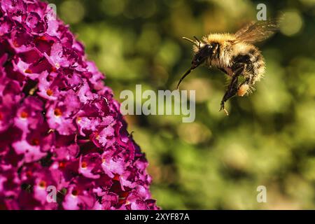 Die Biene fliegt auf rosa Blüten, um necta zu sammeln Stockfoto