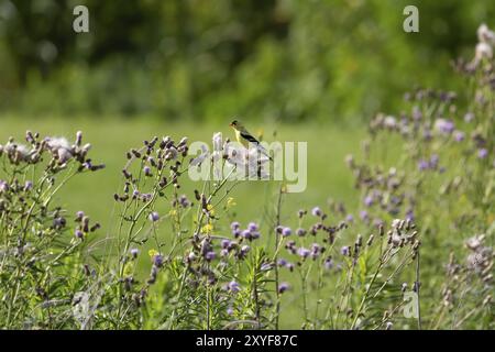 Der amerikanische Goldfink (Spinus tristis), männlich auf Distel sitzend Stockfoto