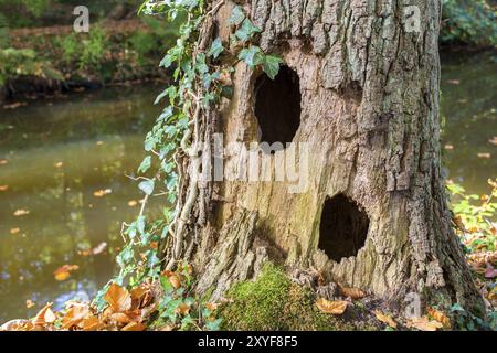 Hohle Eiche Baum mit zwei Löchern steht neben Wasser im Wald Stockfoto