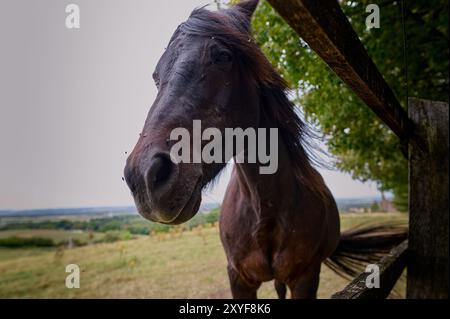 Braunes Pferd mit Fliegen um sein Gesicht neben einem Zaun Stockfoto