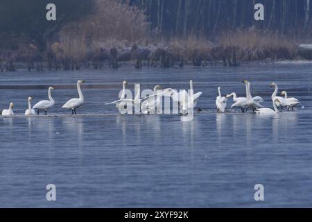 Singschwäne (Cygnus cygnus) in der Oberlausitz, Winter, Zugvogel, Whooper Schwan, Überwinterungsvogel, ruhender Vogel Stockfoto