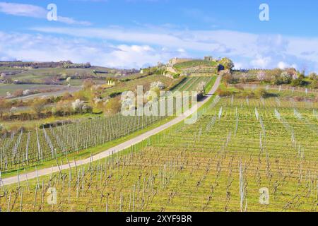 Weinberge bei Bad Duerkheim während der Mandelblüte im Frühjahr, Landschaft um Bad Duerkheim während der Mandelblüte im Frühjahr, Deutschland, Europa Stockfoto