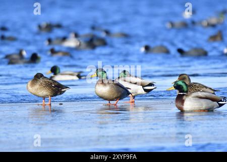 Stockenten auf einer Eisscholle. Stockenten im Winter auf einer Eisscholle Stockfoto