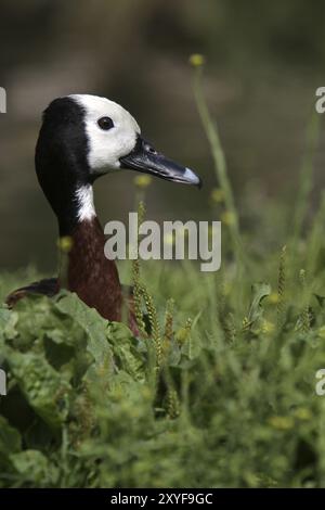 Witwe pfeifende Gans Stockfoto