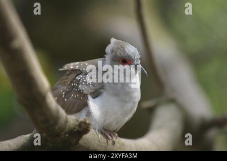 Stictopeleia cuneata, sitzt auf einem Ast Stockfoto