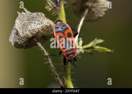 Feuerwehreinsatz, Pyrrhocoris apterus, Feuerwehreinsatz Stockfoto