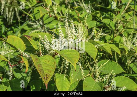 Blühendes japanisches Knotweed (Fallopia Japonica), ein invasives Stück in einer Waldlichtung in Ystad, Scania, Schweden, Skandinavien, Europa Stockfoto