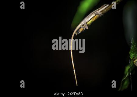 Anolis (Anolis) sitzt nachts auf einem Stamm, nachts im tropischen Regenwald, Refugio Nacional de Vida Silvestre Mixto Bosque Alegre, Alajuela prov Stockfoto