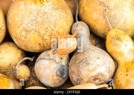 Calabash-Früchte. Getrocknete gelbe Birnenkürbchen lagen auf dem Ladentisch auf dem Straßenmarkt. Türkei Stockfoto