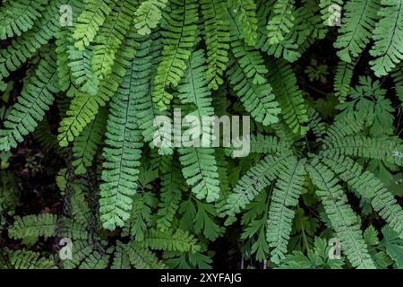 Northern Maidenhair Fern, Adiantum aleuticum, at Staircase, Olympic National Park, Washington State, USA Stockfoto