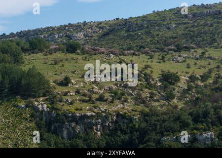 Blick auf die Wiesen mit Bäumen im Anapo-Tal mit Pantalica-Plateau im Naturschutzgebiet Pantalica im Frühling, Siracusa, Sizilien, Italien Stockfoto