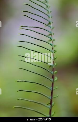 Hirschfarn, Struthiopteris würzig, fruchtbarer Vogel im Treppenhaus, Olympic National Park, Washington State, USA Stockfoto