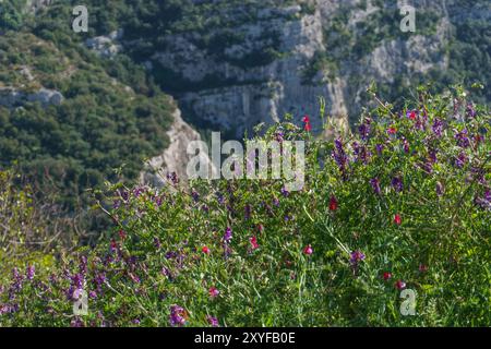 Blick auf blühende Blumen im Anapo-Tal im Naturschutzgebiet Pantalica im Frühling, Siracusa, Sizilien, Italien Stockfoto