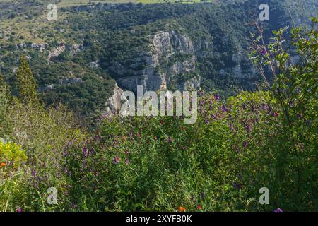 Blick auf blühende Blumen im Anapo-Tal im Naturschutzgebiet Pantalica im Frühling, Siracusa, Sizilien, Italien Stockfoto