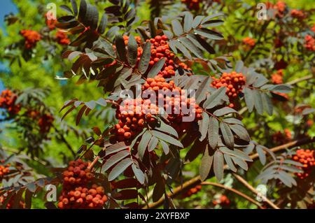Reife und saftige Bündel roter Bergasche in Nahaufnahme Stockfoto
