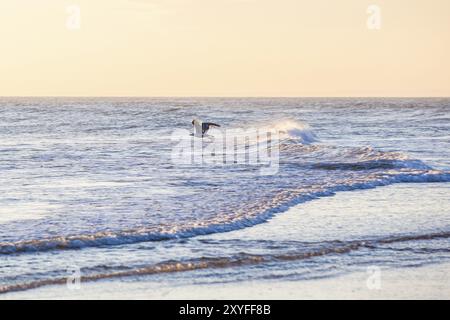 Seagul fliegt im frühen Morgenlicht über die Nordsee Stockfoto