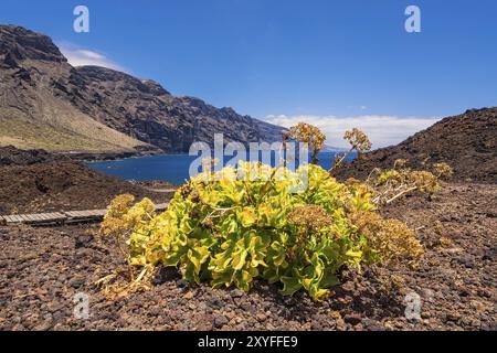 Die Teno Berge auf Teneriffa Stockfoto