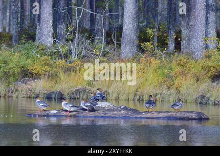 Gruppe der weiblichen Merganser in schweden. Weibliche gemeine Merganser im Herbst in Schweden Stockfoto